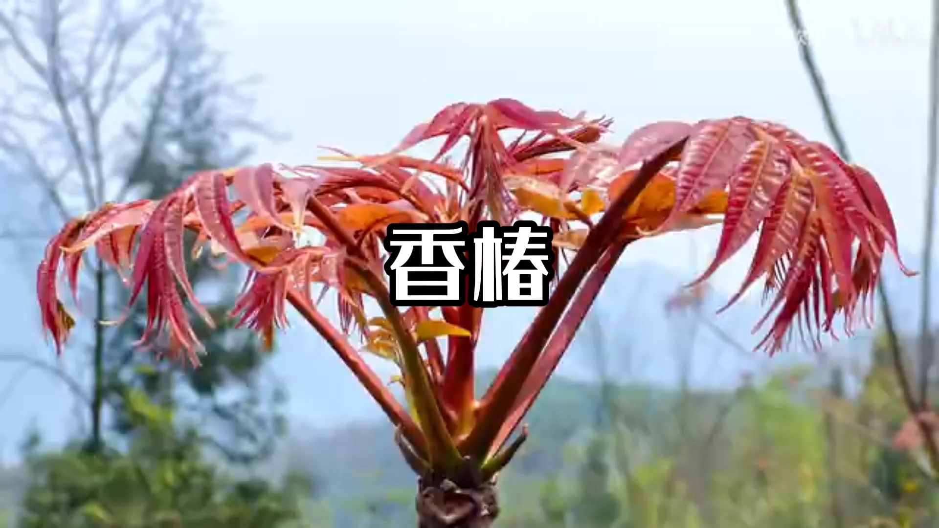 香椿那么贵，为啥没人种？
