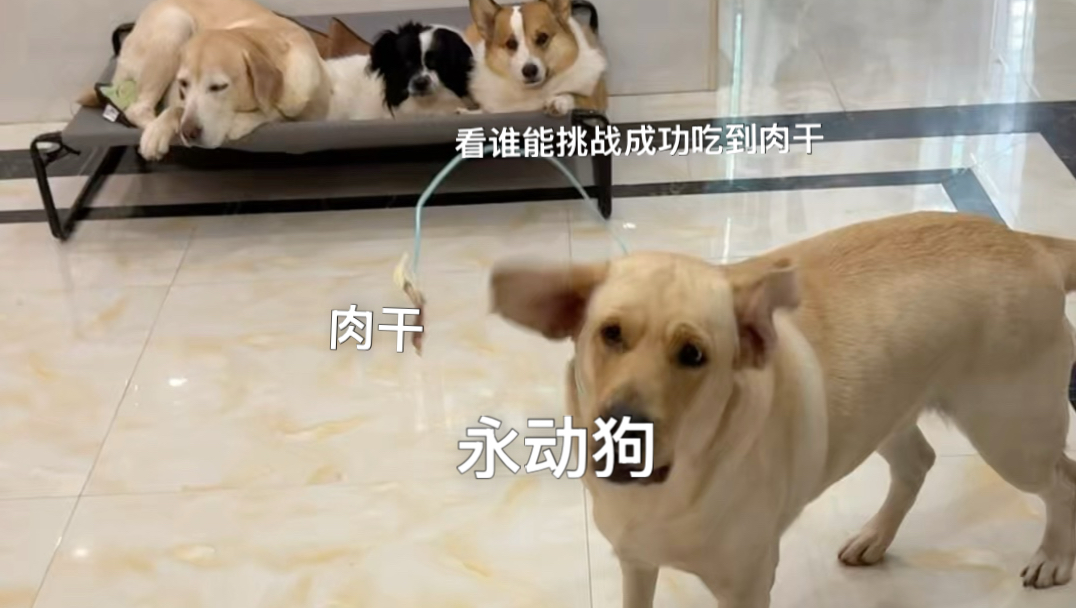 永动狗游戏测试2：看谁能吃到头上的肉干？