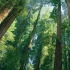 【8K HDR】红杉国立公园
