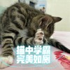 猫中学霸，完美如厕