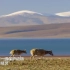 《藏羚羊降级背后的故事》藏羚羊数量已增至30万只以上，保护级别已从濒危物种降级为近危物种