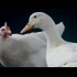 华为沙雕广告：《鸡你太美》