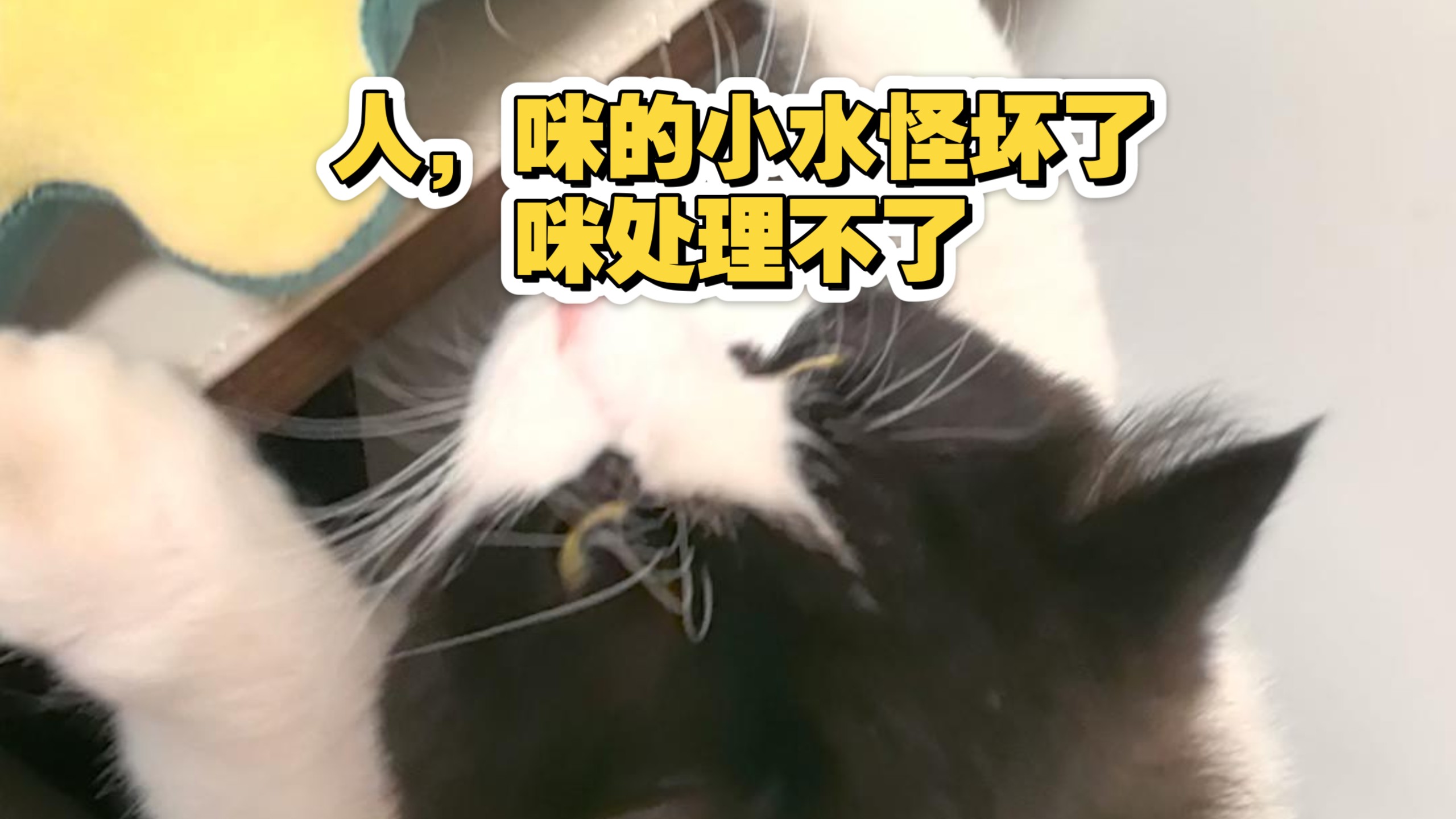 人，咪的小水怪坏了，咪处理不了