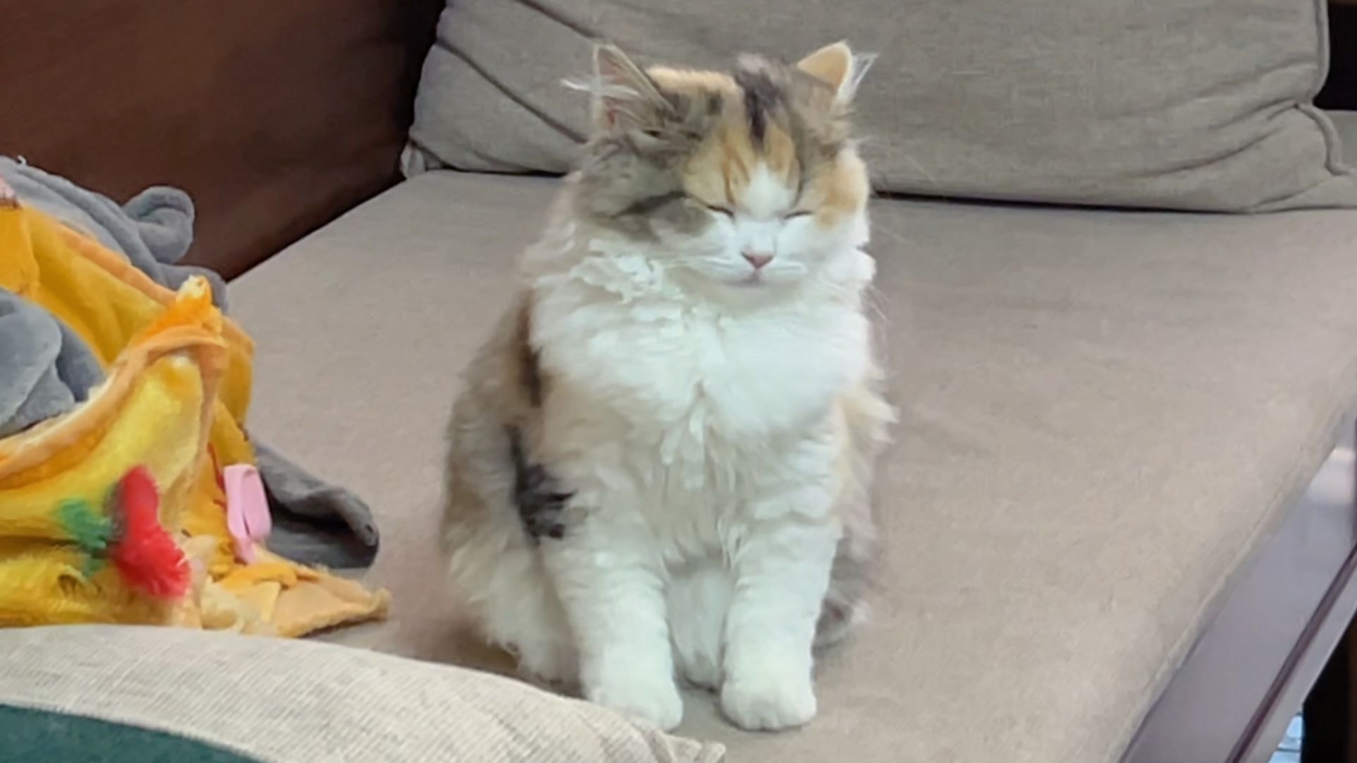 我用裁员赔偿金买了只站着睡觉的小猫