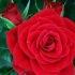 实拍玫瑰花开花的全过程，在风中静静绽放，画面太美了。【小视频星辰计划】
