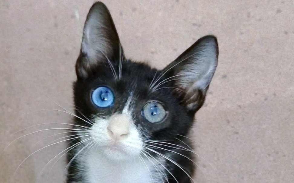 哇塞！这个猫的眼睛很可爱哇！！！