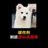 我是悦悦，我为狗狗发声