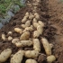 土豆种植技术视频 土豆种植技术 如何栽培土豆教程
