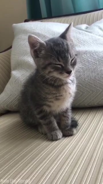 好困的小奶猫,摇摇晃晃打瞌睡