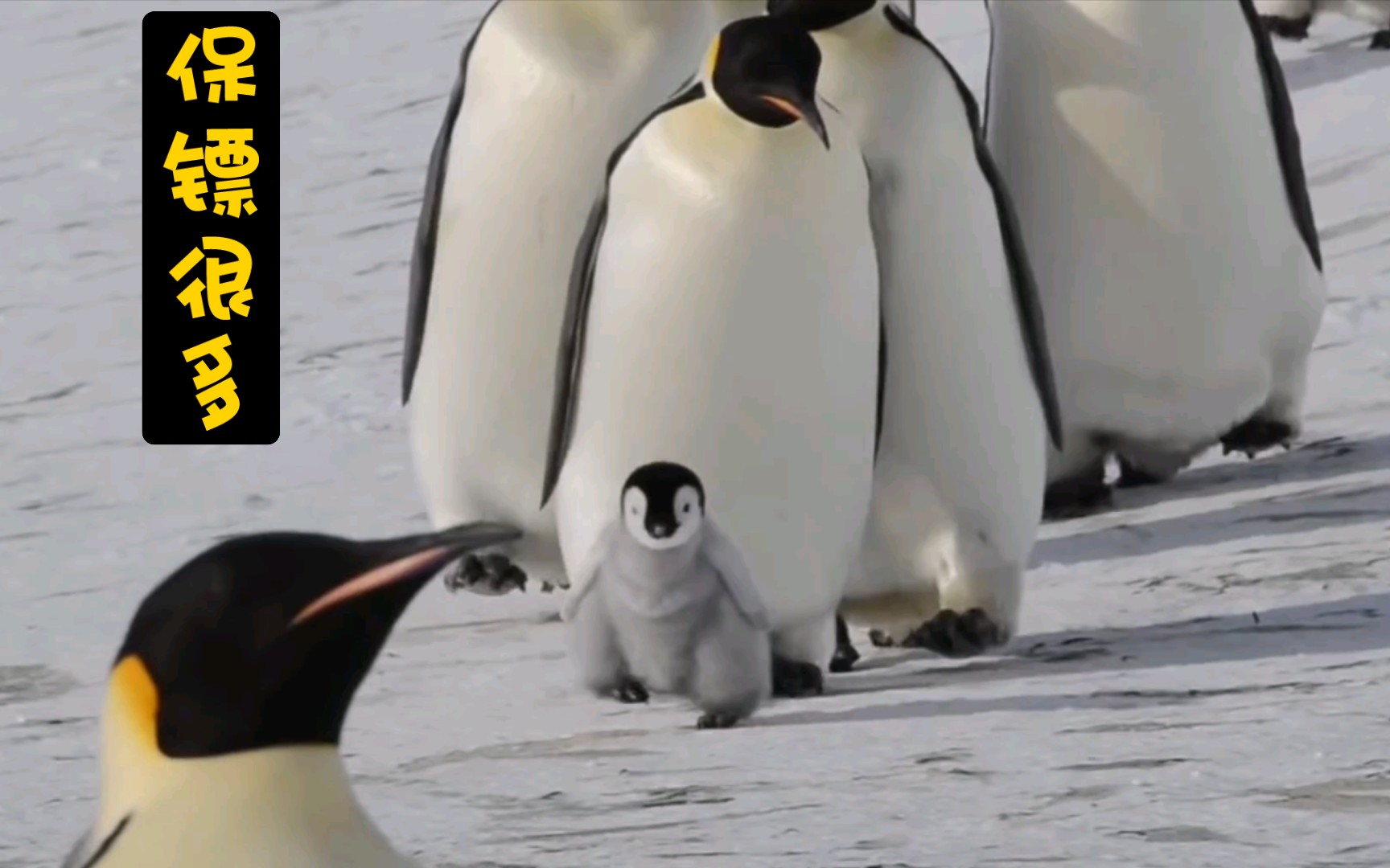 上海动物园科普讲解全部恢复 企鹅宝宝“哔哩”上演开年首秀