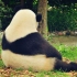 突然叹息的大熊猫，像不像有心事的你？
