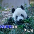 程琳 - 熊猫咪咪（超萌超可爱的熊猫宝宝mv）