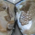 淡水珍珠蚌养殖技术上