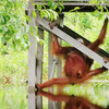 使用间谍相机潜入动物家庭 | 4K UHD | 野外间谍 | BBC Earth