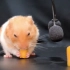 解压视频：仓鼠和乌龟吃水果
