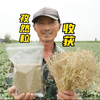 新疆棉花地套种的新疆孜然成熟收获