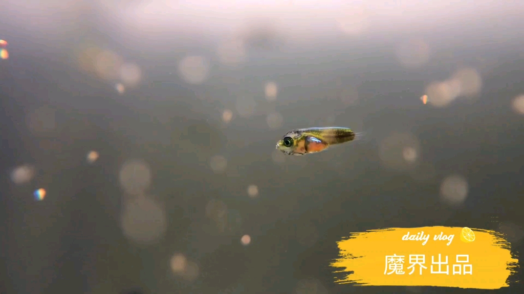 小丑鱼（72小时）幼鱼
