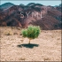 SYML - Wildfire (Alternate Version)