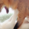 狐片（特别加长版