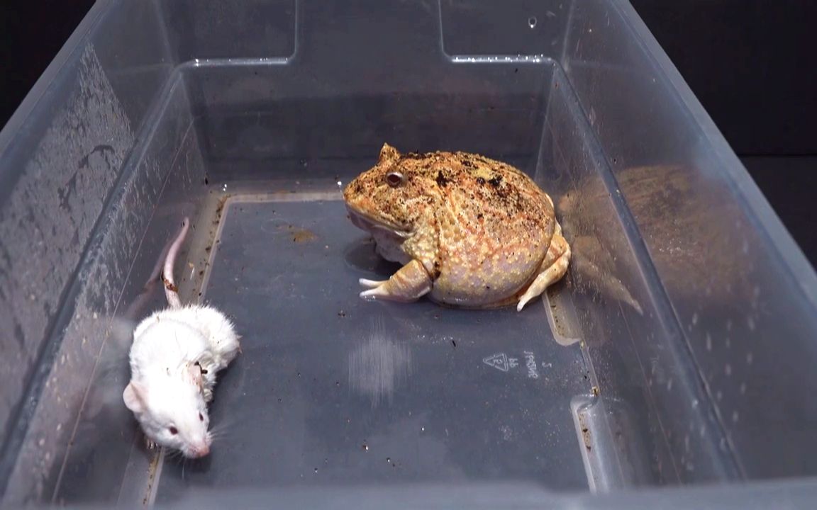 这就是角蛙恐怖的咬合力—白鼠被咬扁