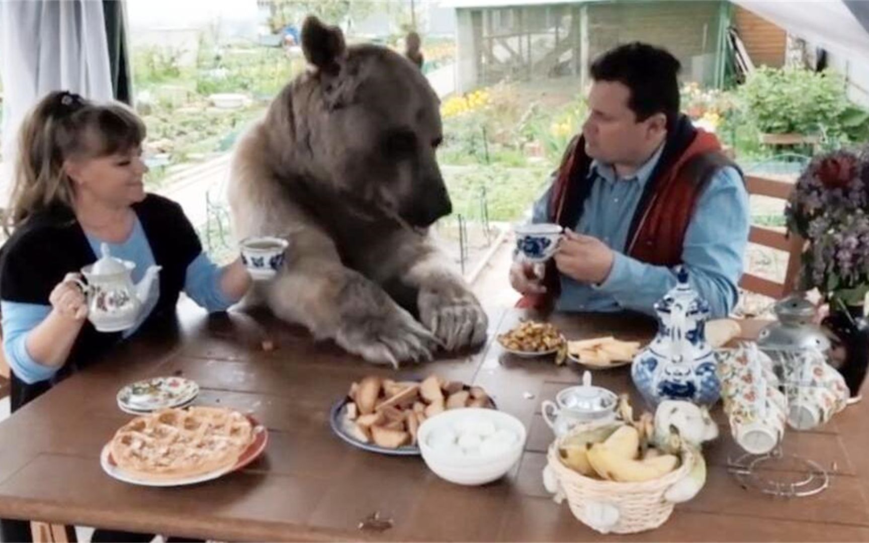 外国夫妇养了一头棕熊，数年后，却没有一点“熊样”！