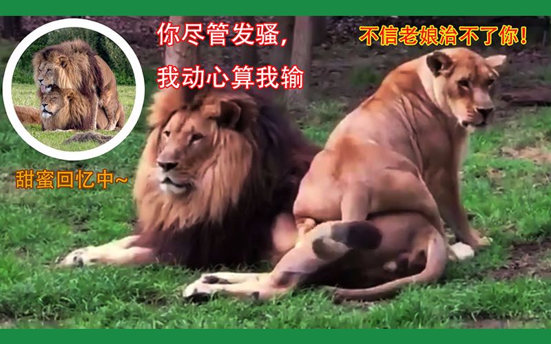 面对使出浑身解数挑逗发骚的母狮,雄狮开启 了贤者模式,母狮终于绝望