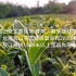 台湾高山乌龙茶加工工艺（流程）