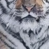 雪中老虎，实在太帅了