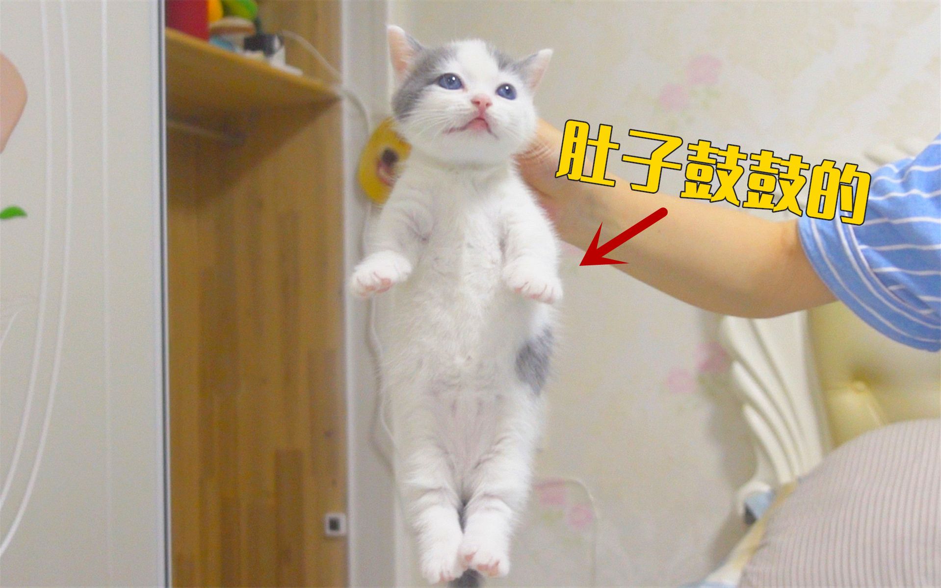 小奶猫：放开我，我还能继续吃！ 萌猫宝哥哥 萌猫宝哥哥 哔哩哔哩视频 1655