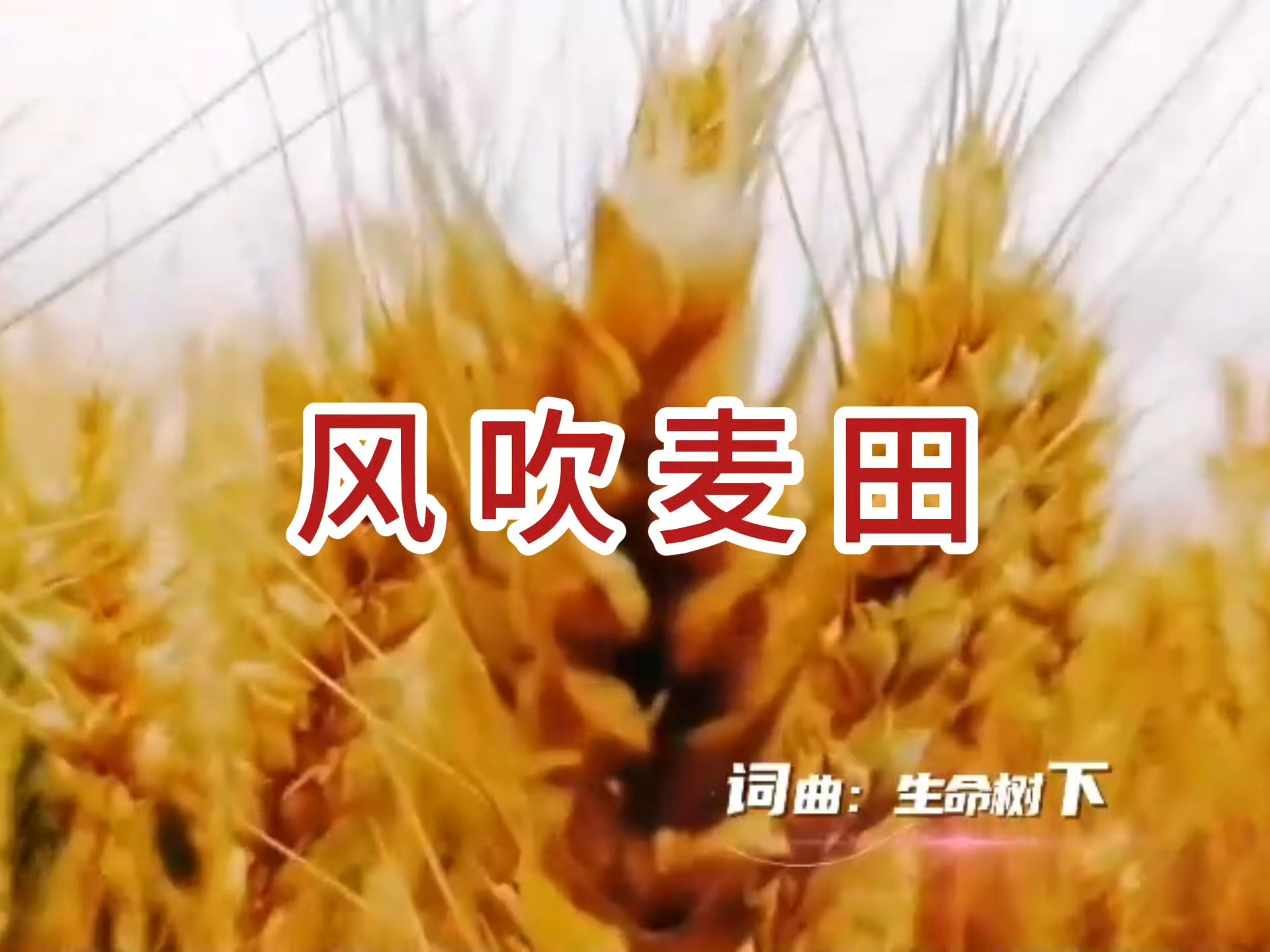 风吹麦田 飙升榜第59名 词曲：生命树下 演唱：生命树下 风轻轻掠过金色的田 我看见希望在阳光里蔓延 曾有泪落在土壤之间 如今已化作生命的泉 我曾走过