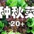 【卉妈的菜园】种秋菜20+  8月9月种什么菜