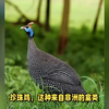 被称为禽中之王，独特魅力与营养价值的完美结合，很受消费者偏爱