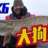 俄罗斯的狗鱼有多好钓？随便一竿就是十多斤！