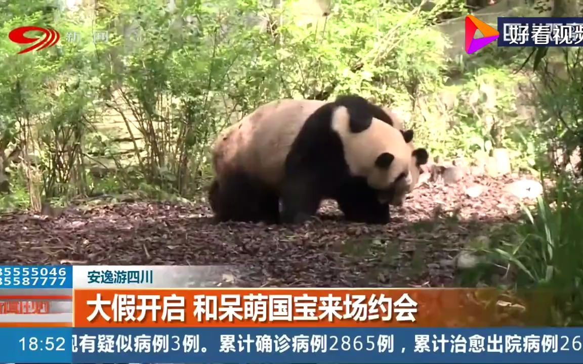 【三大繁殖机构间的恩怨情仇：卧龙中心把成都基地恨死了】【5】在圈养大熊猫行业，北京、成都、重庆动物园是老贵族，国林是新贵。其中涉及建设、林业两系统的对立和竞争