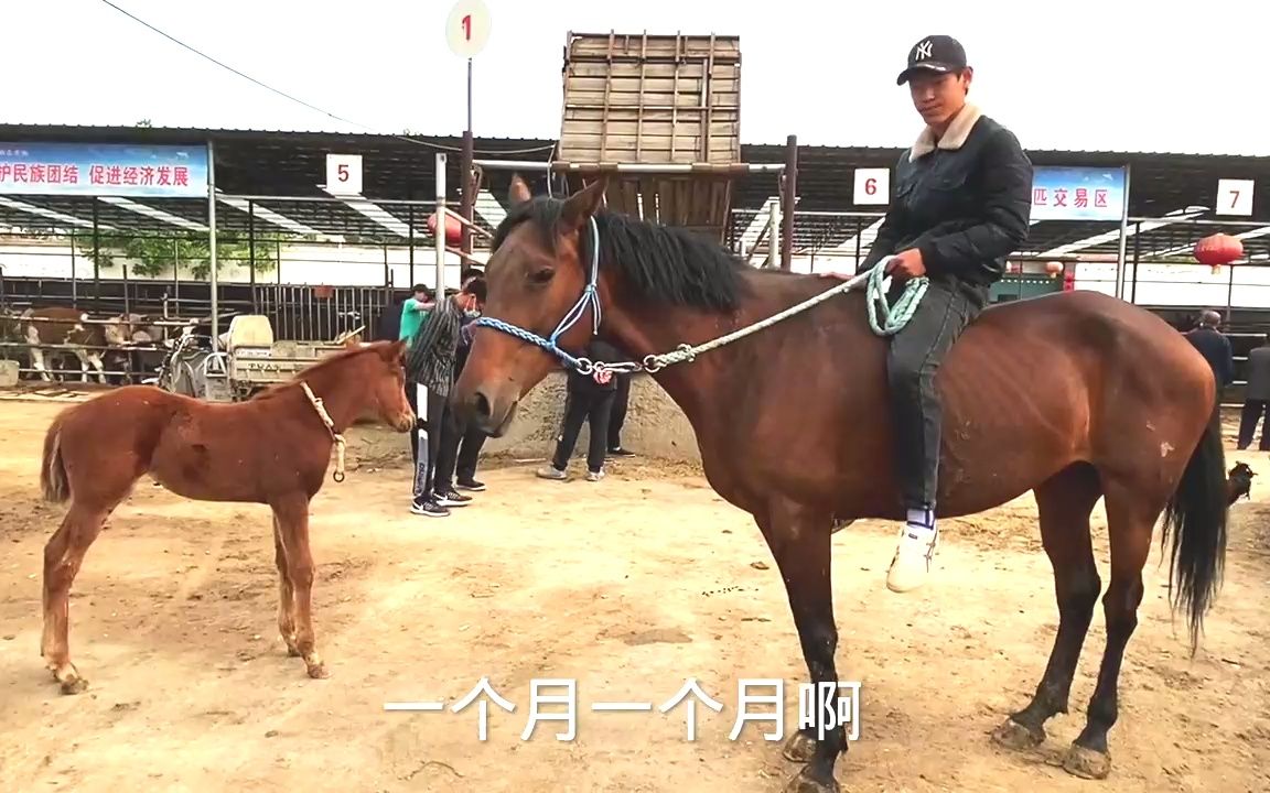 75万汗血配一次种5000,骒马主都嫌贵歇菜,降到2000村花马都来了