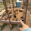 春暖花开 白猫具乐部的原主人回归了 顺手给猫猫们增加一个遮阳猫窝