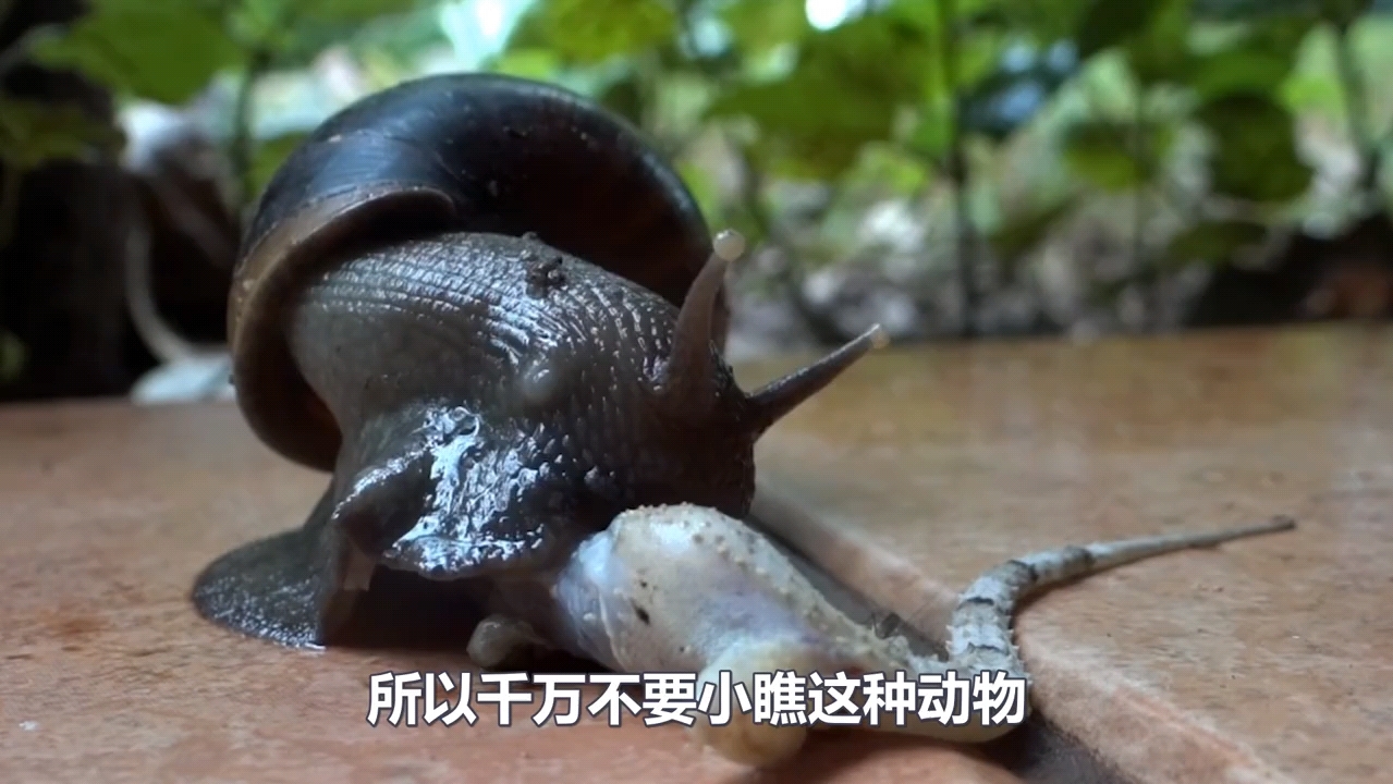 非洲大蜗牛到底有多可怕 蜥蜴直接被秒杀 一口吞半个脑袋