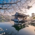云赏花～ 杭州西湖的春天有多美！