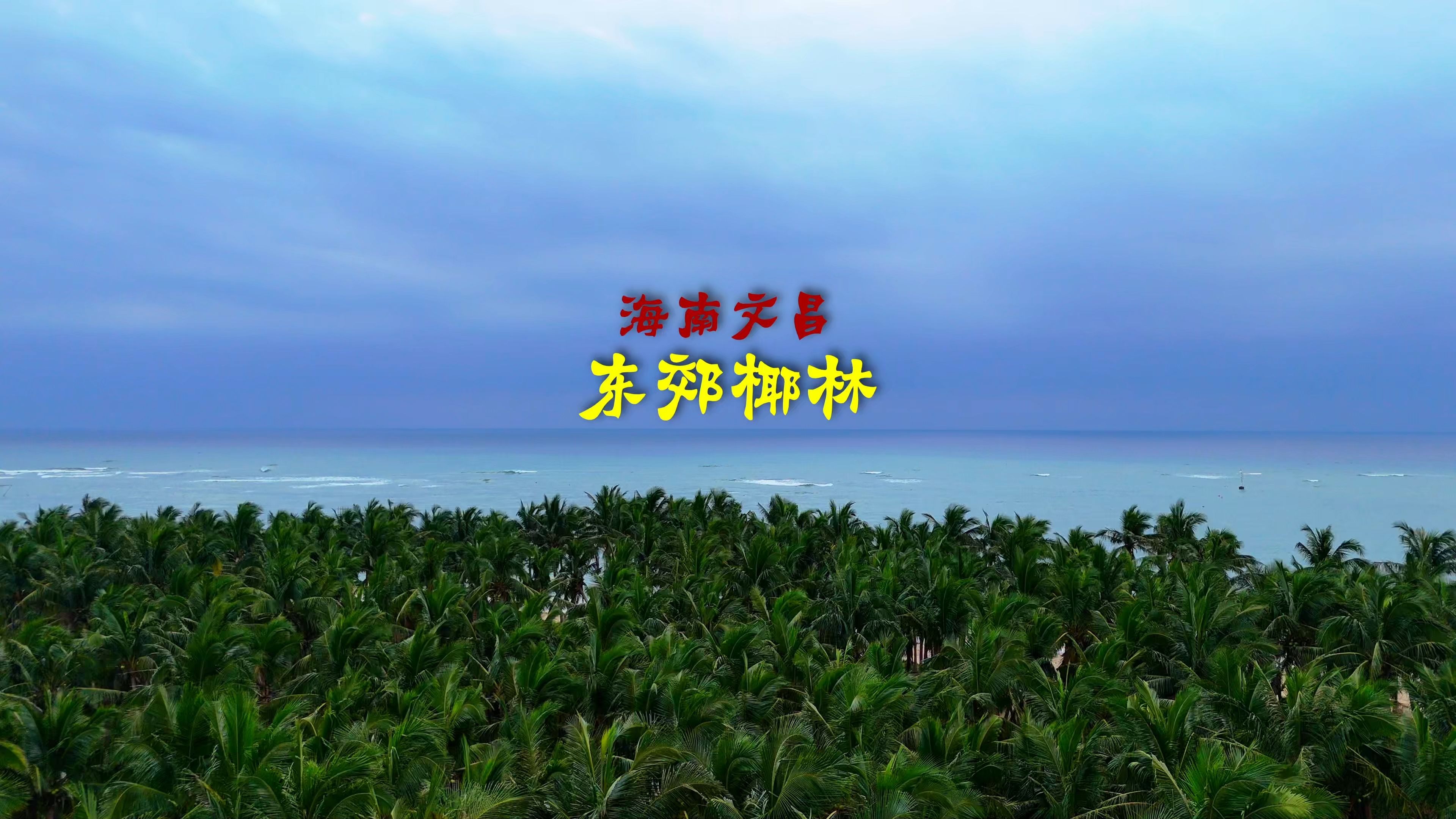 250512海南文昌东郊椰林4K