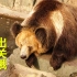 【大熊猫喜乐】场馆扩建中，来看八妹的邻居