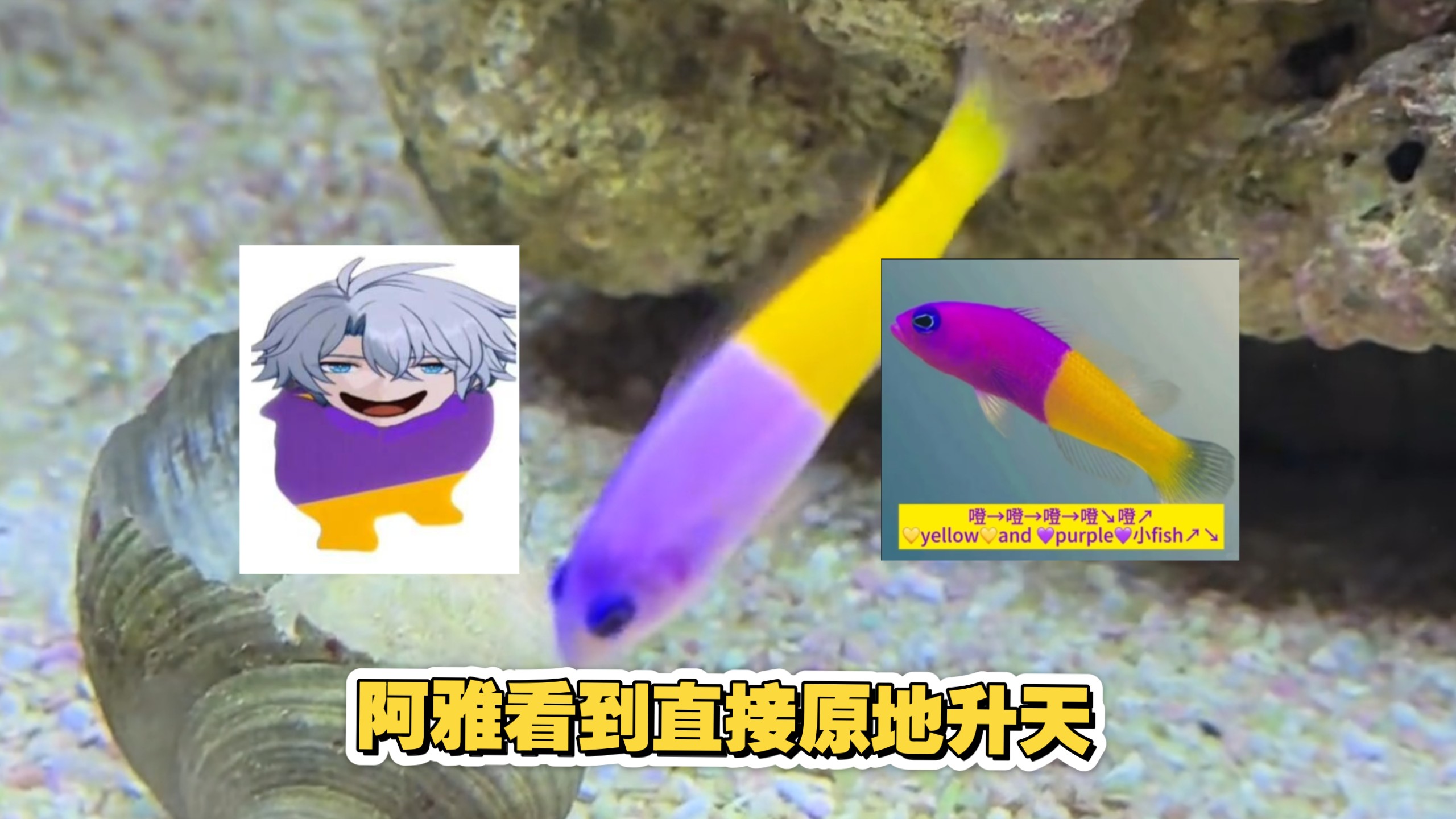 我嘞个yellow and purple 小fish啊~