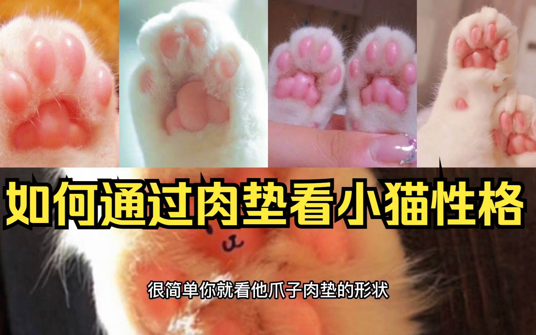 如何通过肉垫看小猫性格