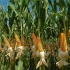 玉米的一生｜现代农业种植和收获苞米棒子｜中国第一大粮食作物