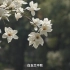 一朵花一个城市记忆：白玉兰承载的上海文化底蕴