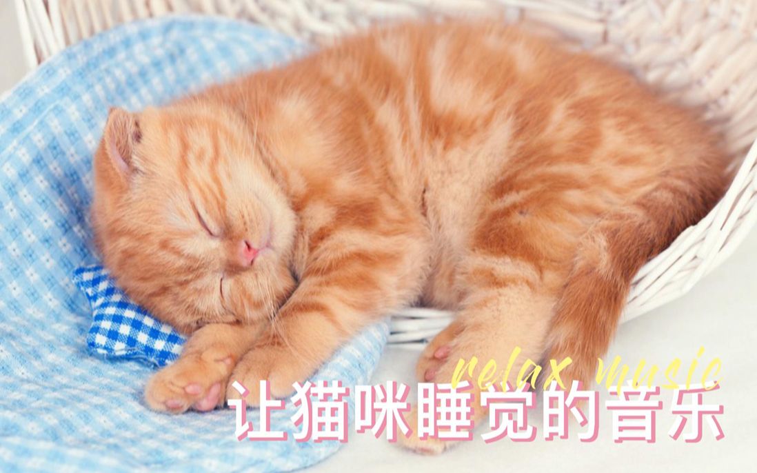 ✔让猫咪好好睡觉的音乐 / 平静放松睡眠🎵
