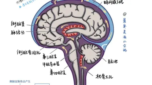 脑脊液循环（红薯每日更新：爱臭美滴小企鹅）
