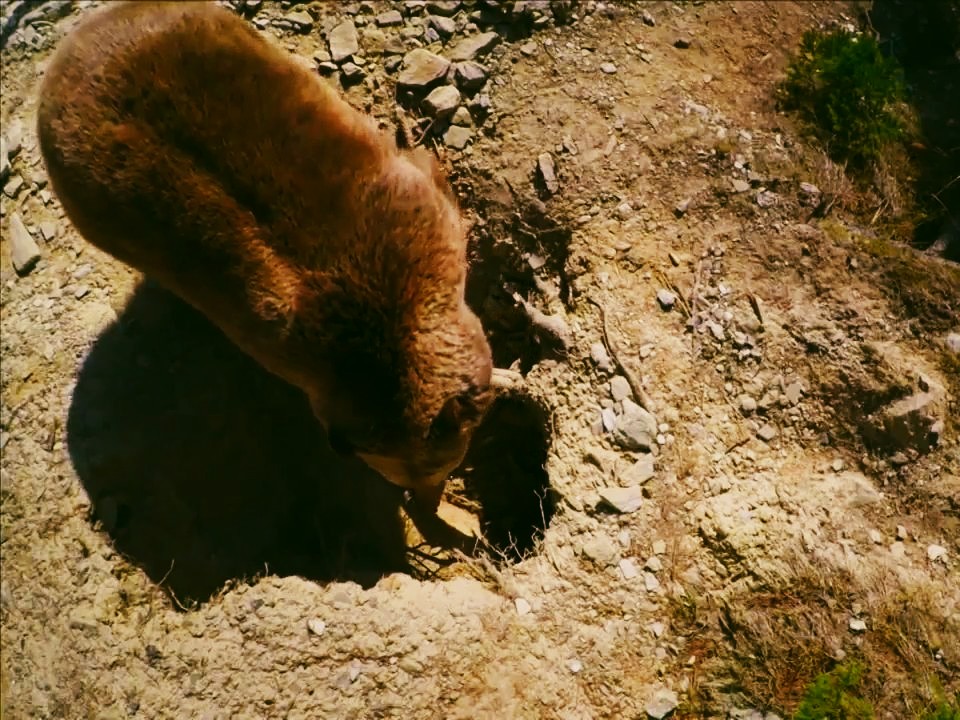 棕熊寻找山洞冬眠