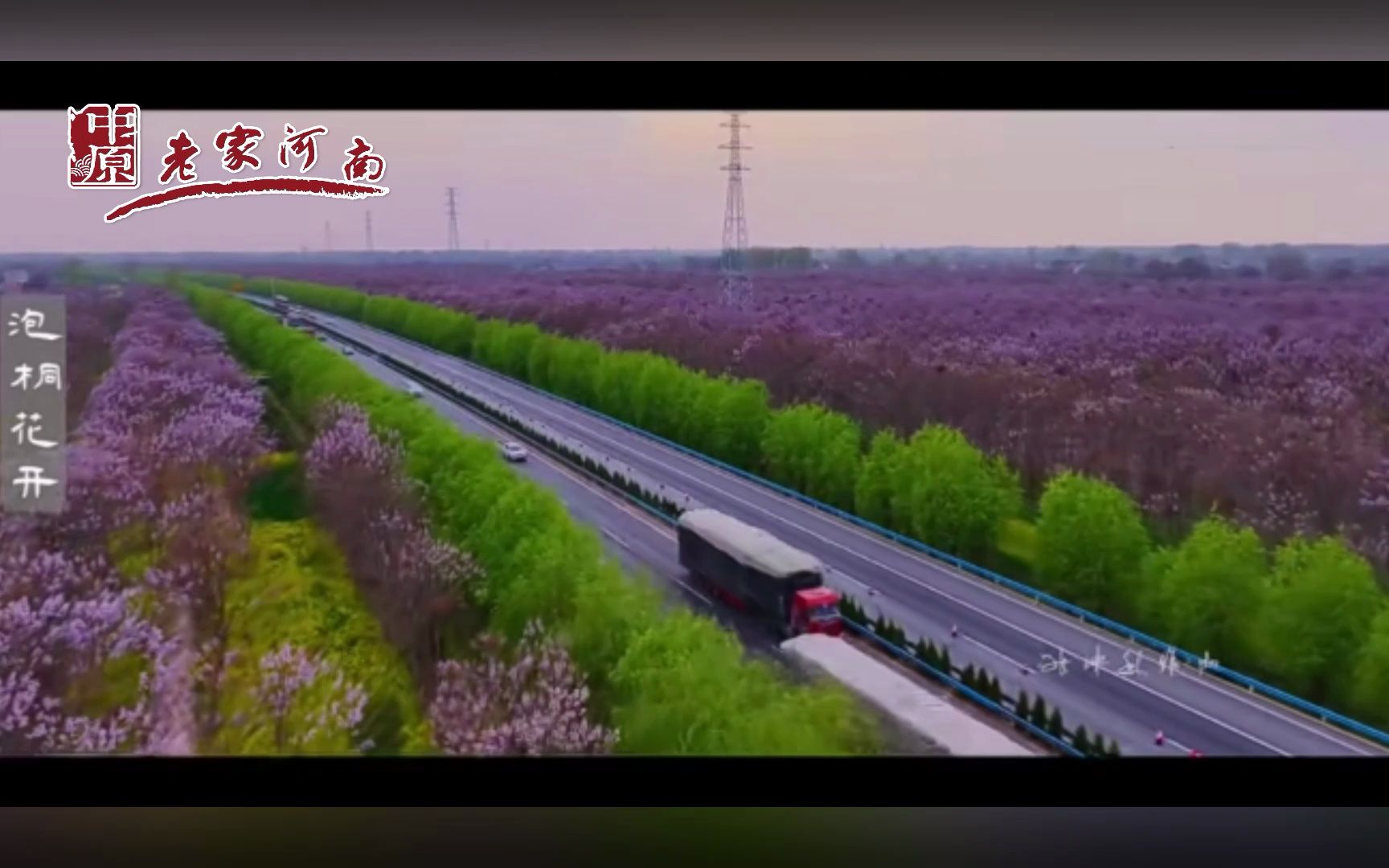 行走河南·读懂中国 | 兰考泡桐花开了！