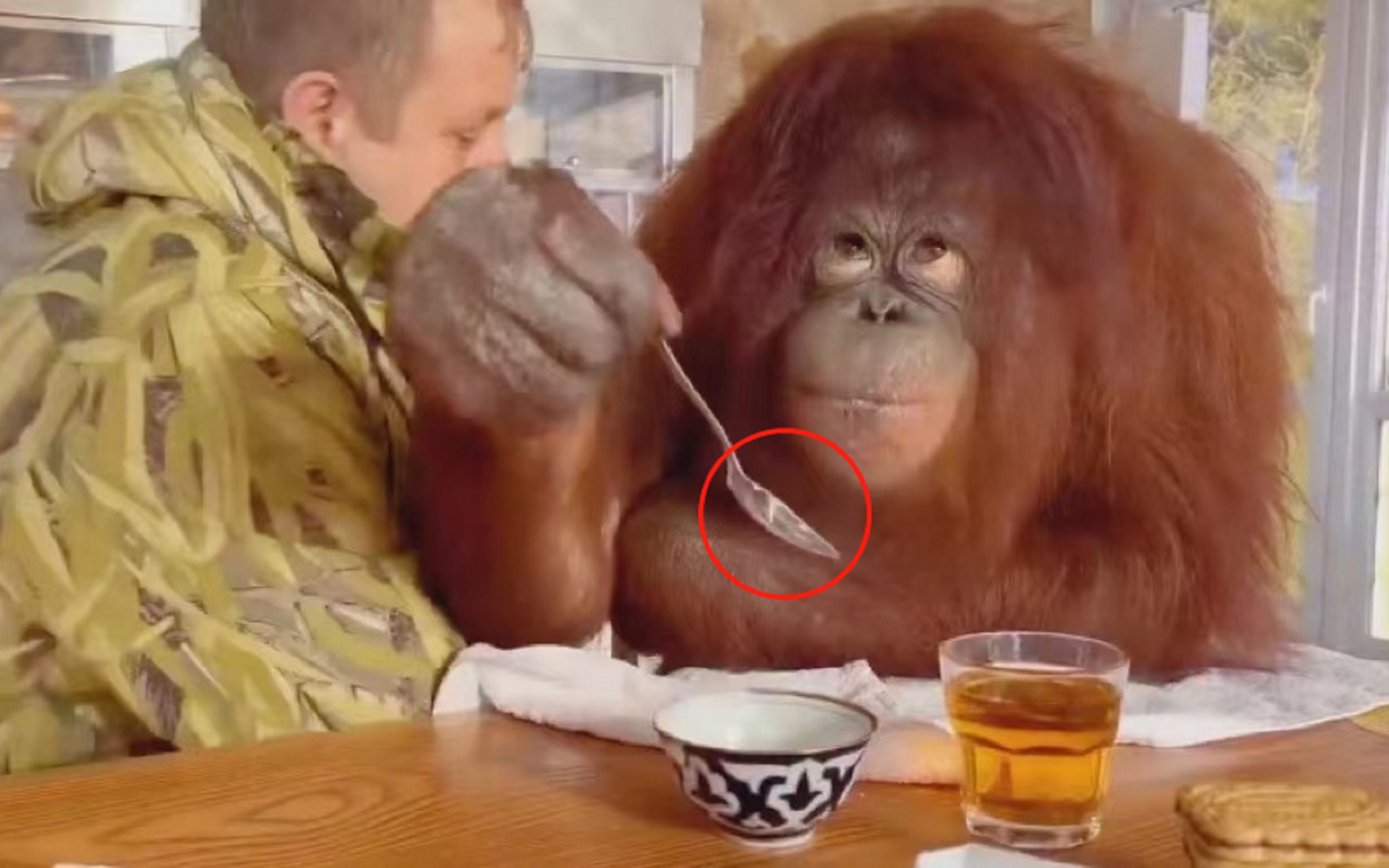 聪明的红毛猩猩像人类一样使用勺子