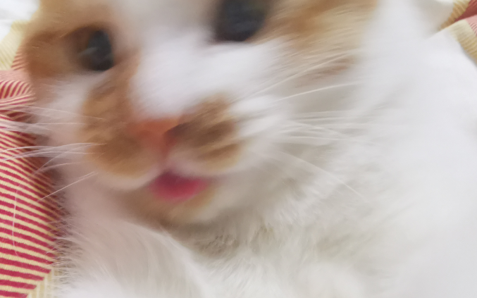 Andymori 優花翻唱 哔哩哔哩 つロ干杯 Bilibili